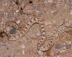 Image of Sidewinder Rattlesnake