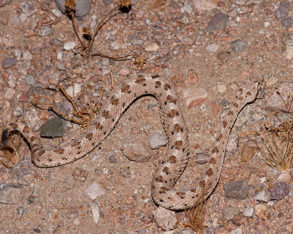 Image of Sidewinder Rattlesnake