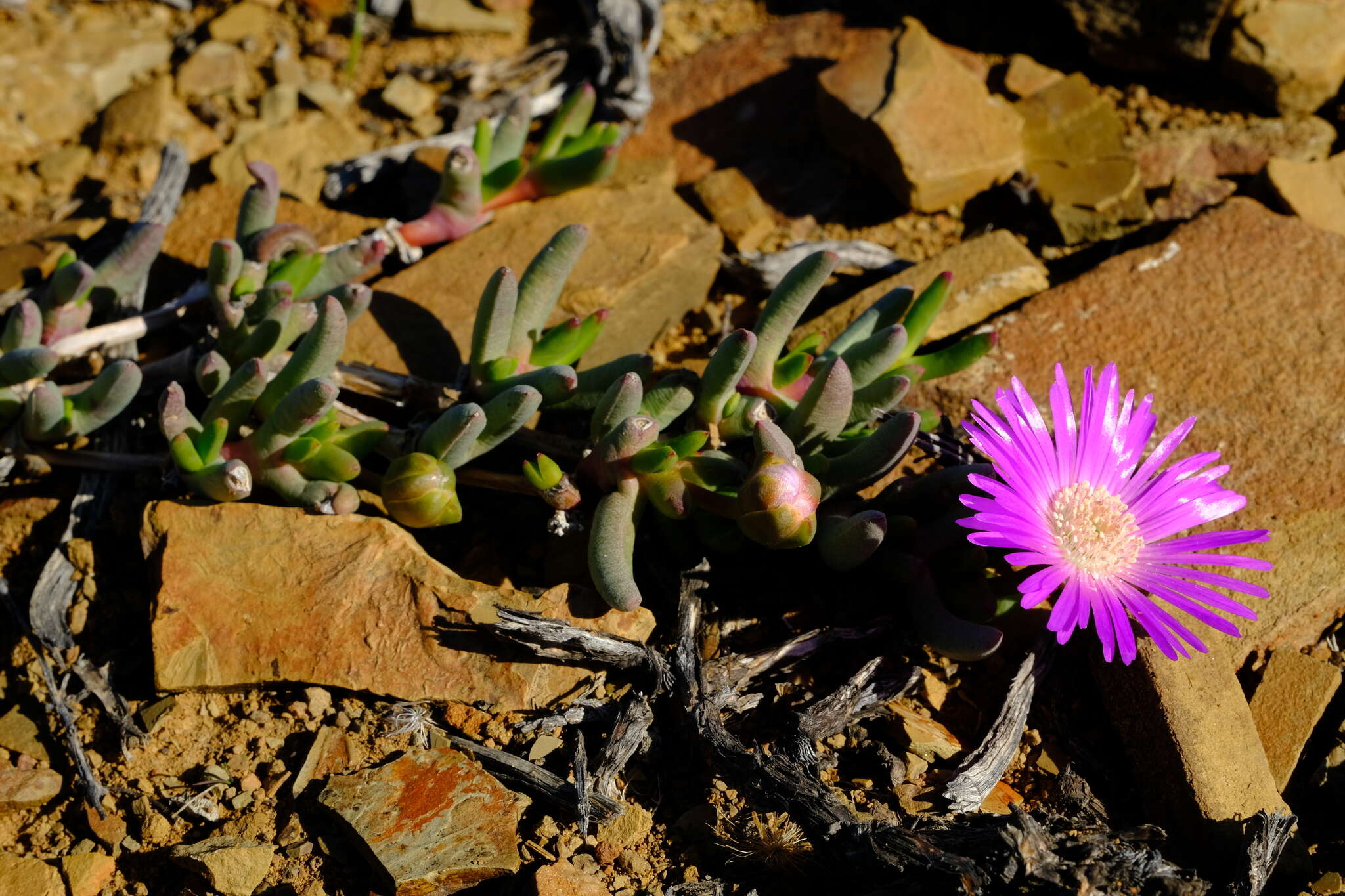 Слика од Cephalophyllum curtophyllum (L. Bol.) Schwant.