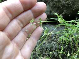 Image of American Water Starwort