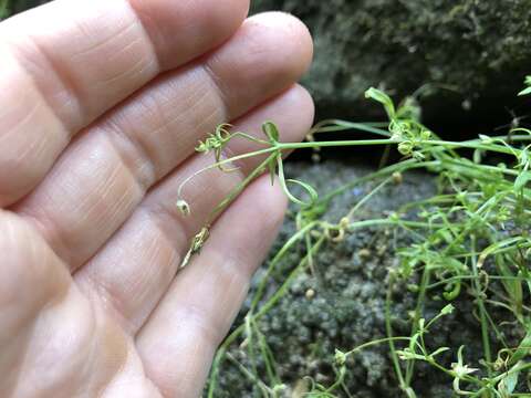 Image of American Water Starwort