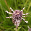 Image of <i>Coleus kirkii</i>