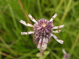 Image of <i>Coleus kirkii</i>