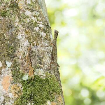 صورة Draco taeniopterus Günther 1861