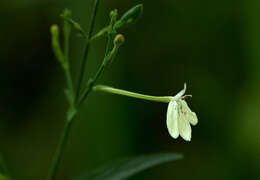 Rhinacanthus zambesiacus I. Darbysh. resmi