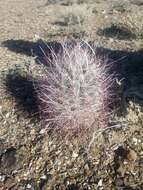 Image de Sclerocactus polyancistrus (Engelm. & J. M. Bigelow) Britton & Rose