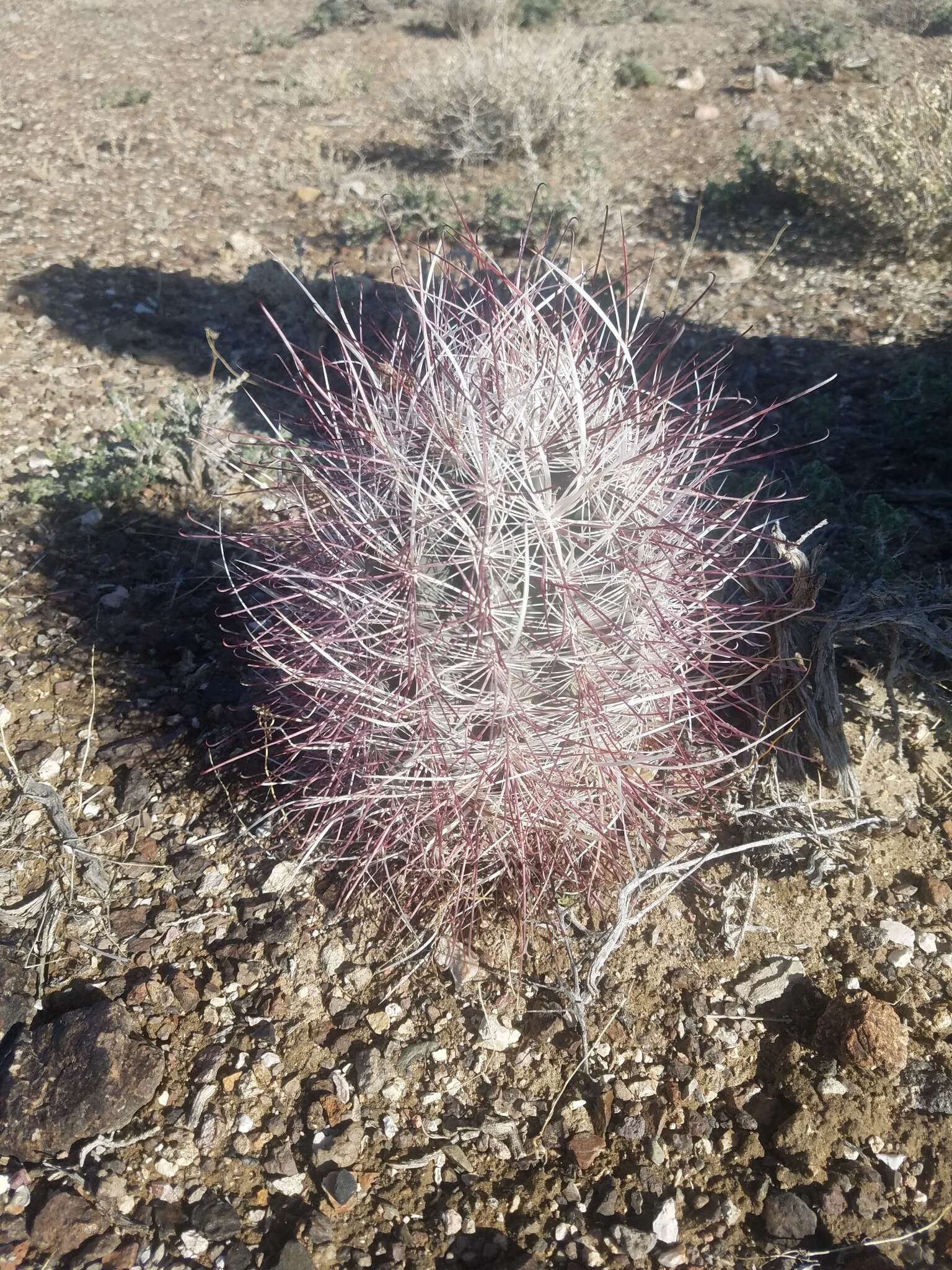 Image de Sclerocactus polyancistrus (Engelm. & J. M. Bigelow) Britton & Rose