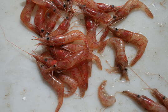 Image of Aesop shrimp