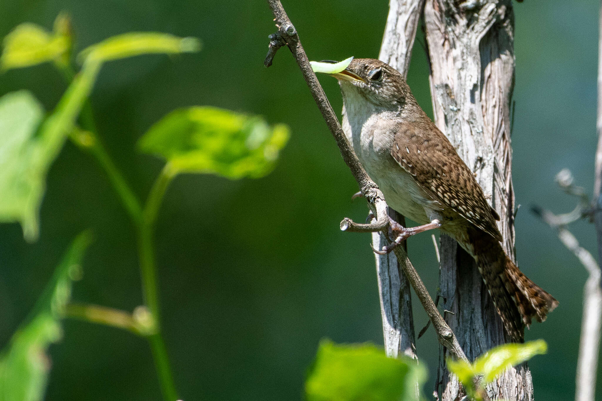 Troglodytes aedon aedon Vieillot 1809 resmi