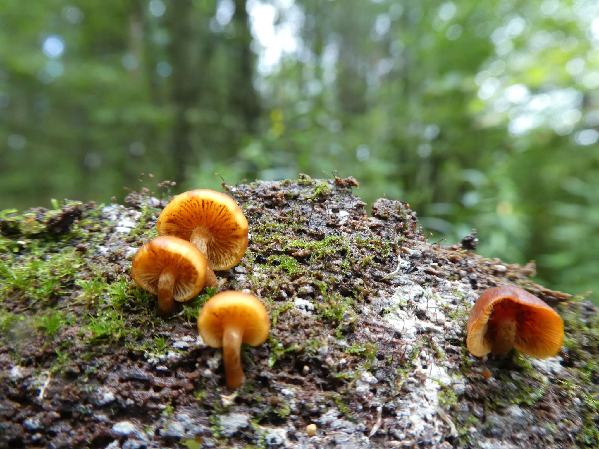 Image of Gymnopilus picreus (Pers.) P. Karst. 1879