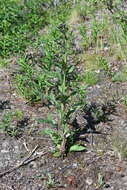 Image of Saussurea parviflora (Poir.) DC.