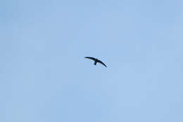 Image of American Black Swift