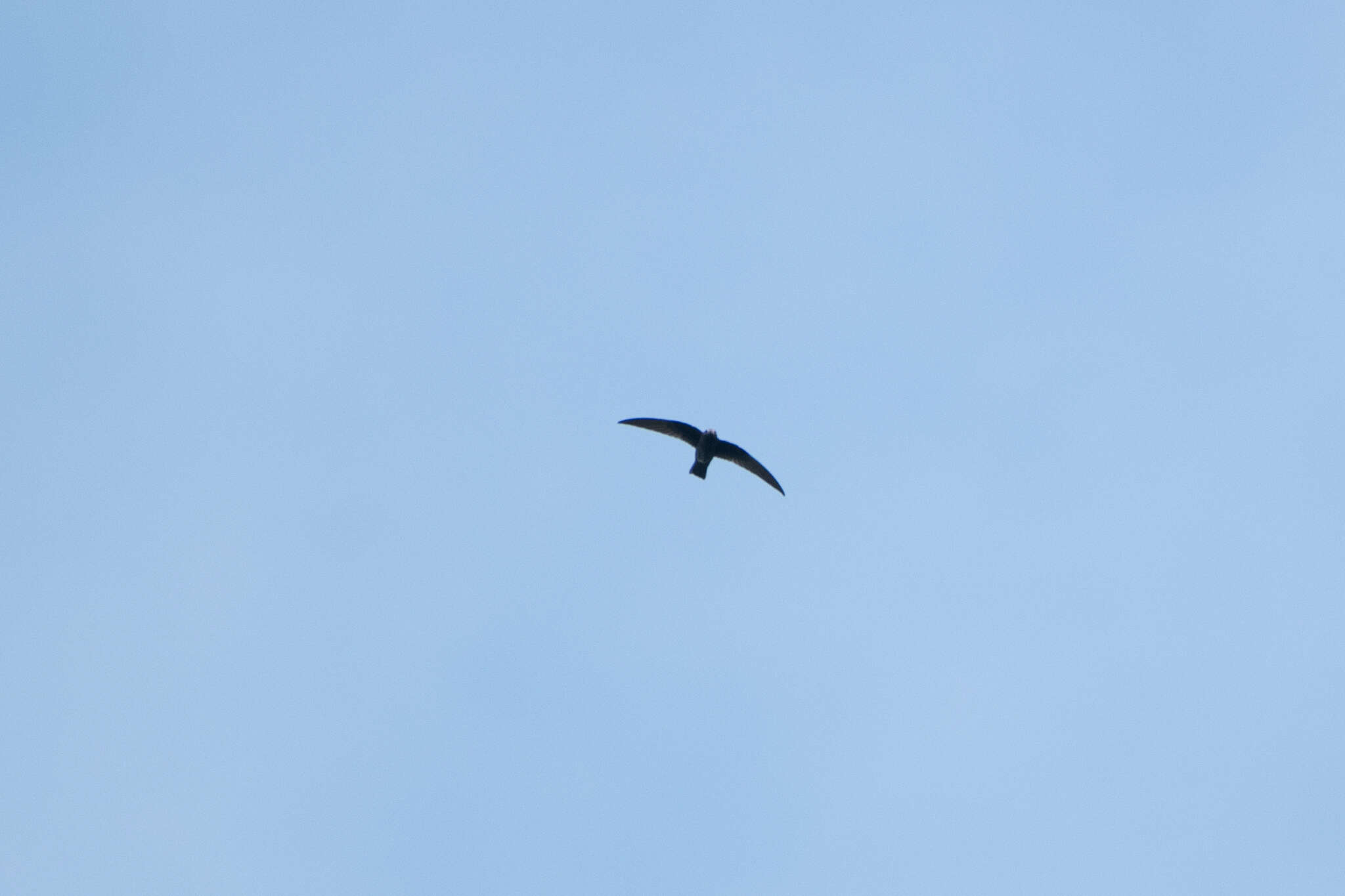 Image of American Black Swift