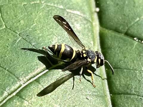 Sivun Apodynerus formosensis (Schulthess 1934) kuva