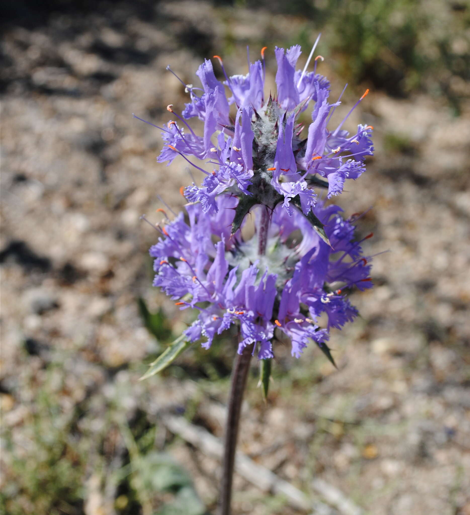 Imagem de Salvia carduacea Benth.