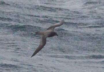 Image of Murphy's Petrel