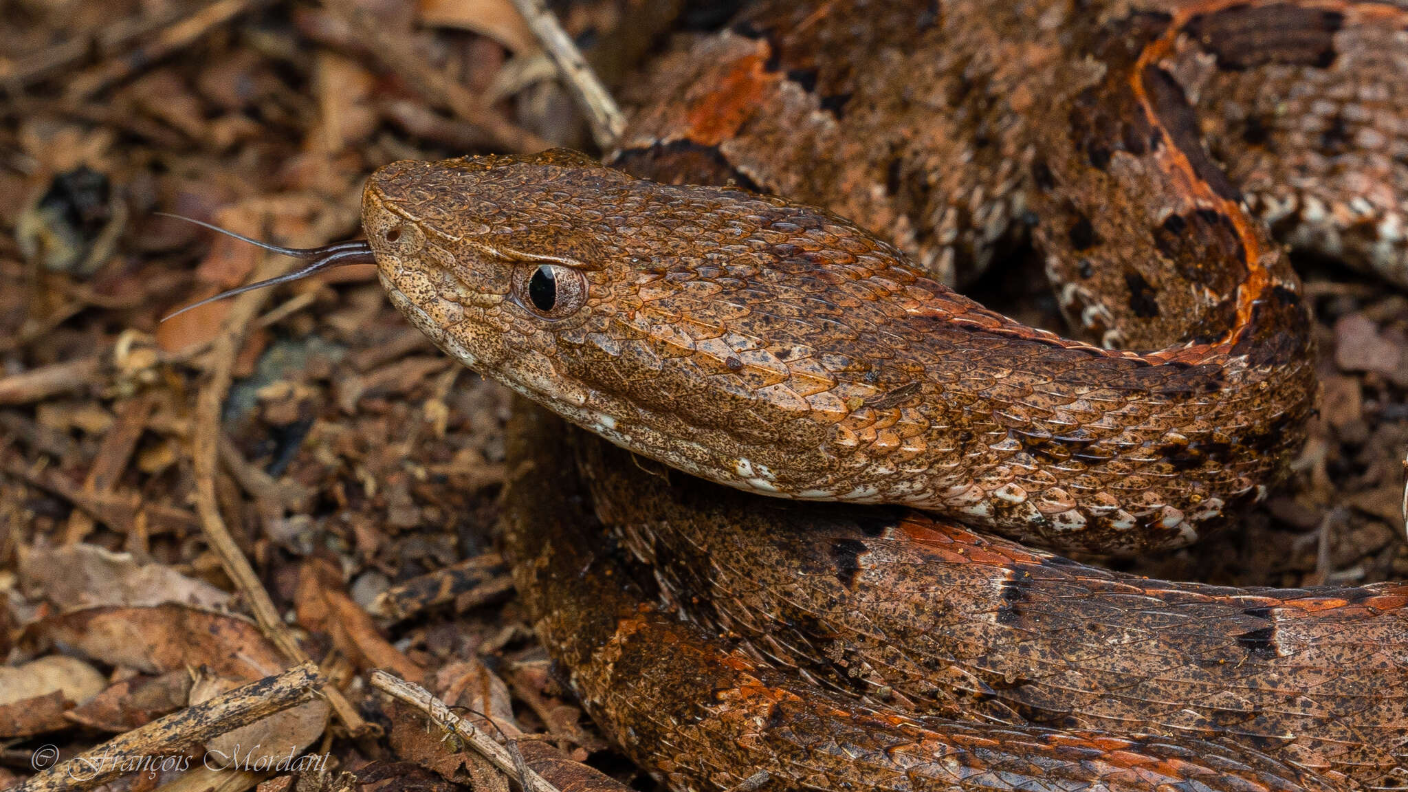 Image of Slender Hognose Viper