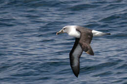 Image de Albatros à tête grise