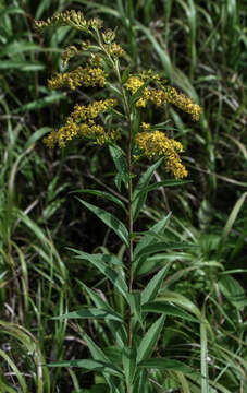 Image of giant goldenrod