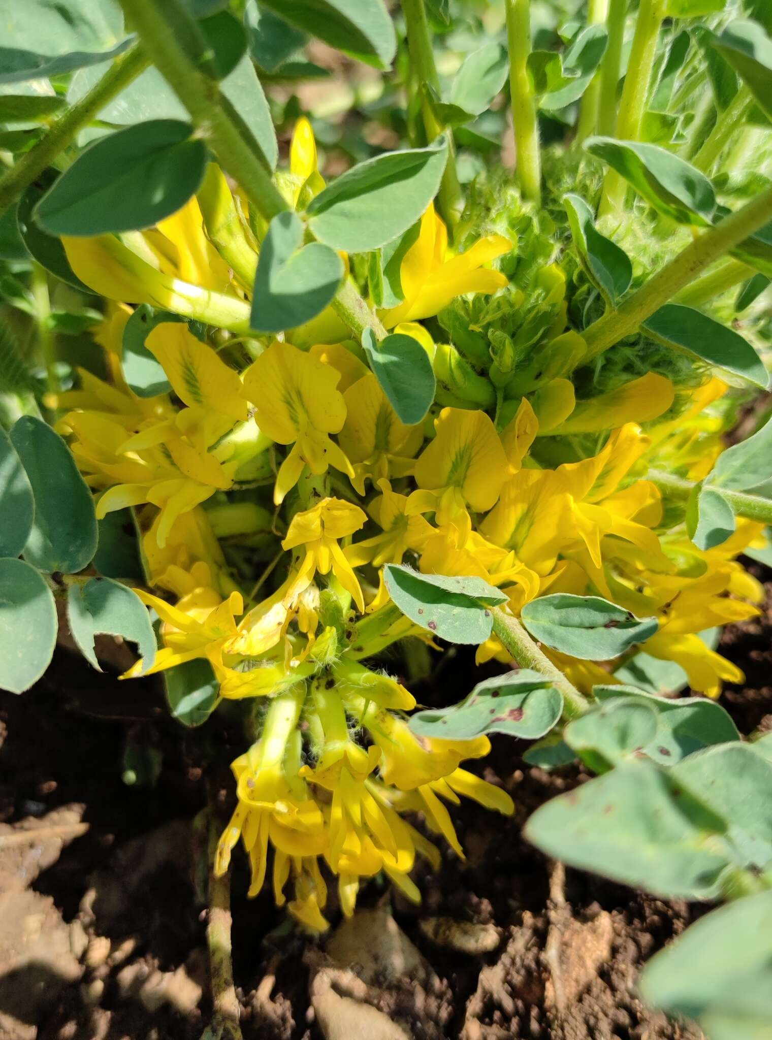 Imagem de Astragalus macrocarpus DC.