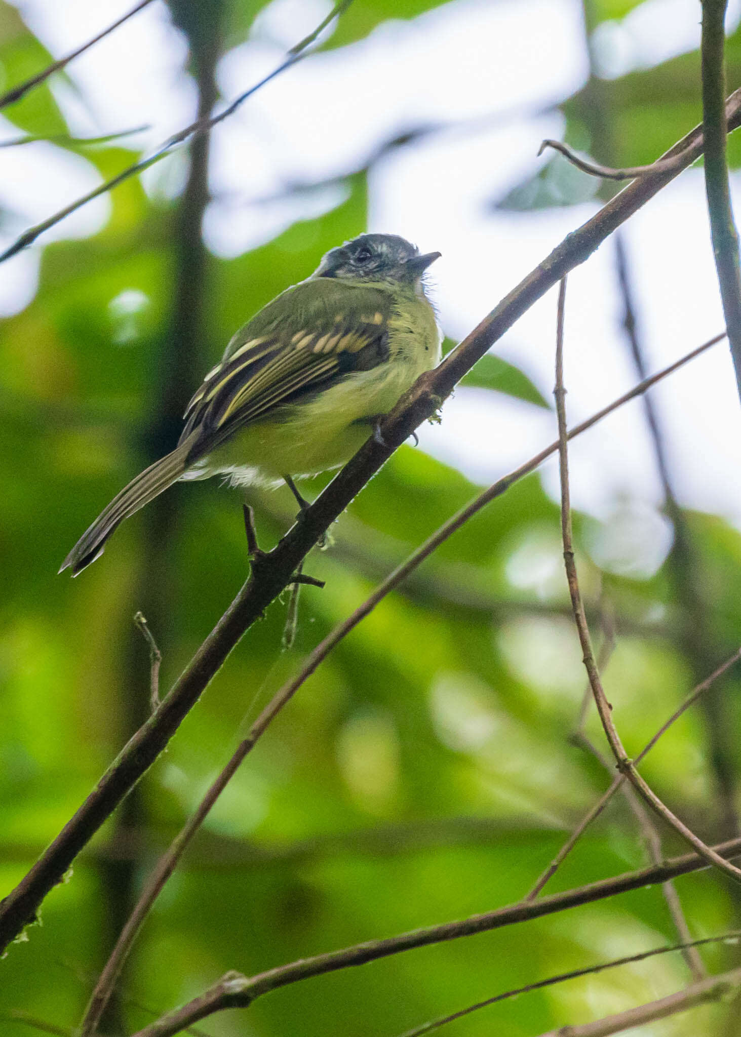 Plancia ëd Leptopogon superciliaris Tschudi 1844