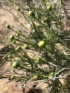 Image of yellow aster