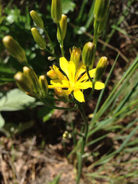 Image of tapertip hawksbeard