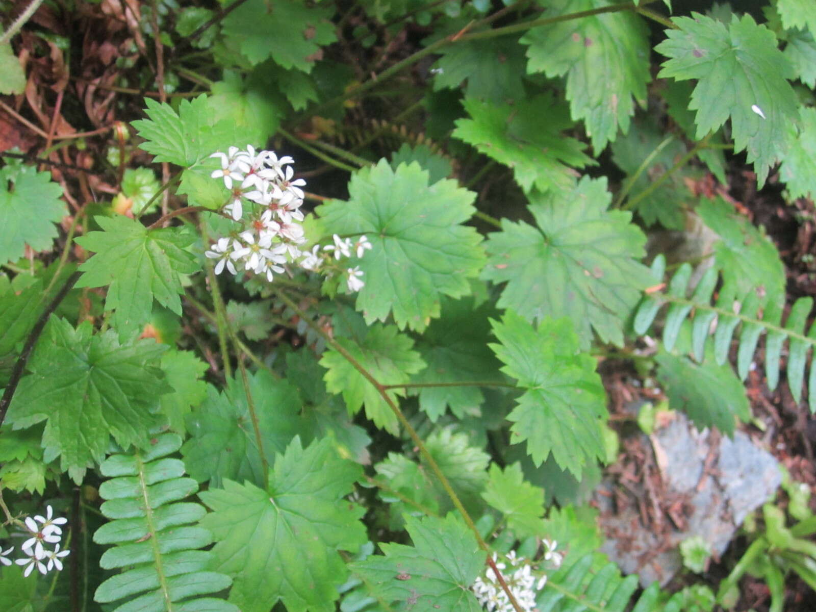 Image of coastal brookfoam