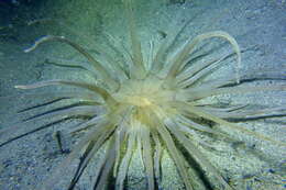 Image of burrowing anemone