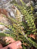 Image of Woolly lipfern