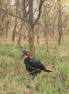 Image of Abyssinian Ground Hornbill