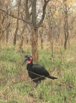 Image of Abyssinian Ground Hornbill