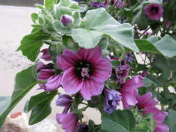 Image of tree mallow