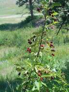 Image of western chokecherry