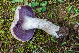 Image of Laccaria ochropurpurea (Berk.) Peck 1897