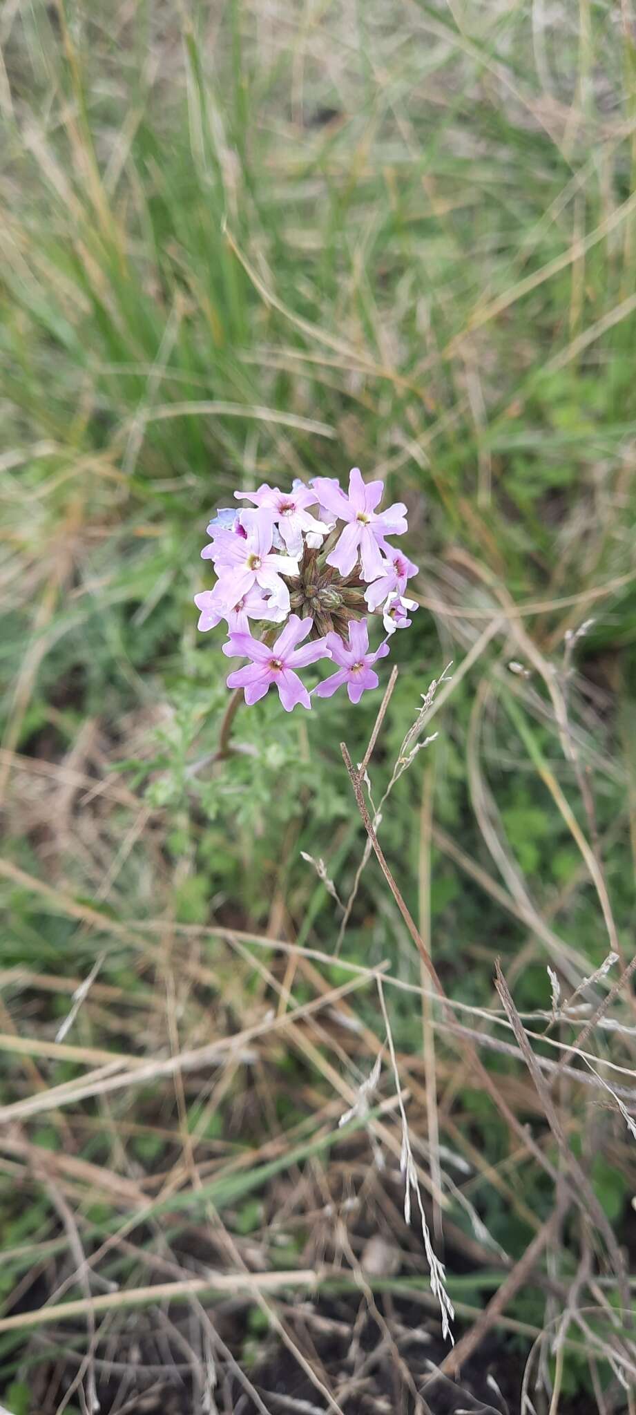 Image de Glandularia tenera (Spreng.) Cabrera