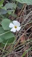 Image of Thunbergia neglecta Sond.