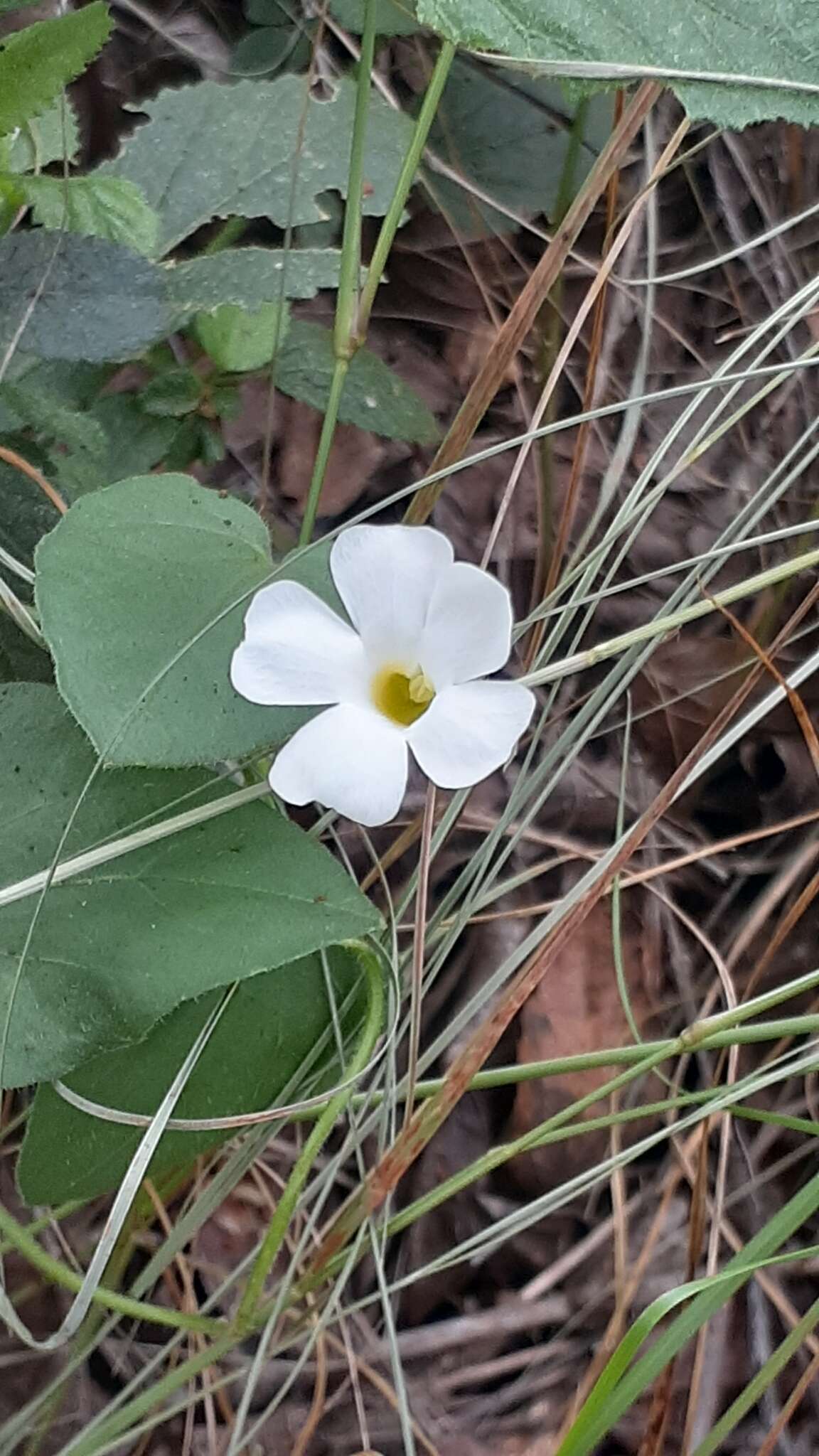 Image of Thunbergia neglecta Sond.