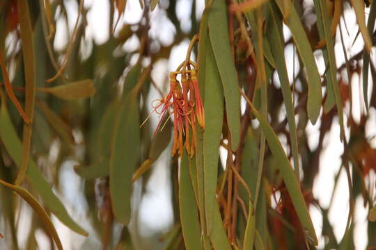 Amyema pendula subsp. pendula的圖片