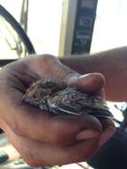 Image of Little Button-quail