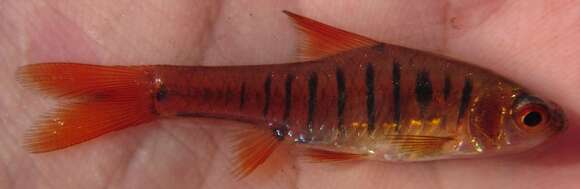 Image of African Banded Barb