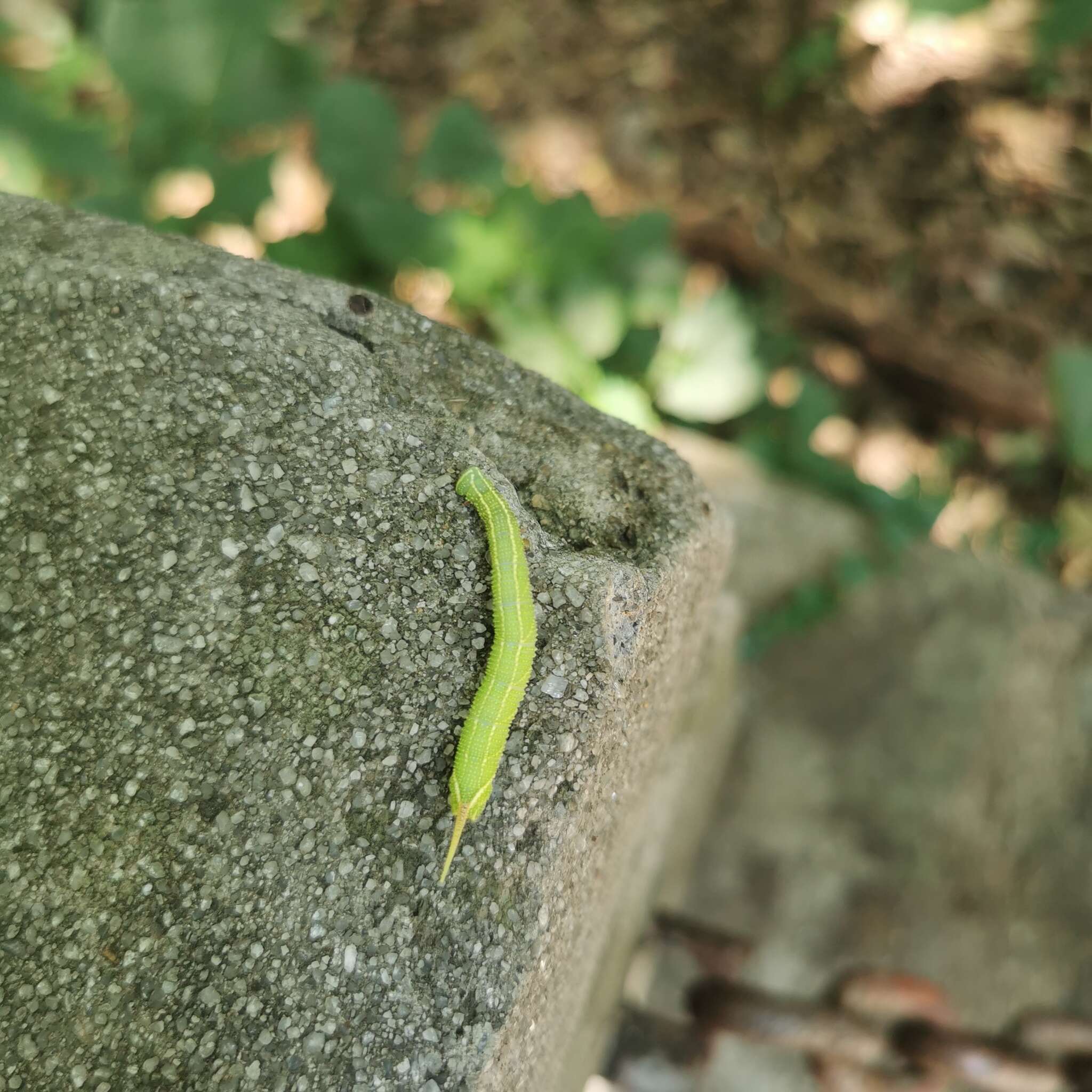 Image of Cypoides Matsumura 1921