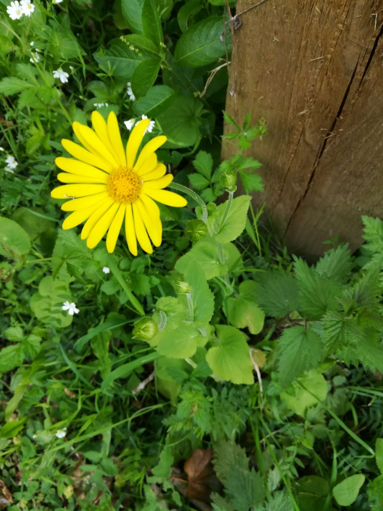 Imagem de Doronicum pardalianches L.