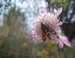 Image de Chamaesphecia bibioniformis Esper 1779