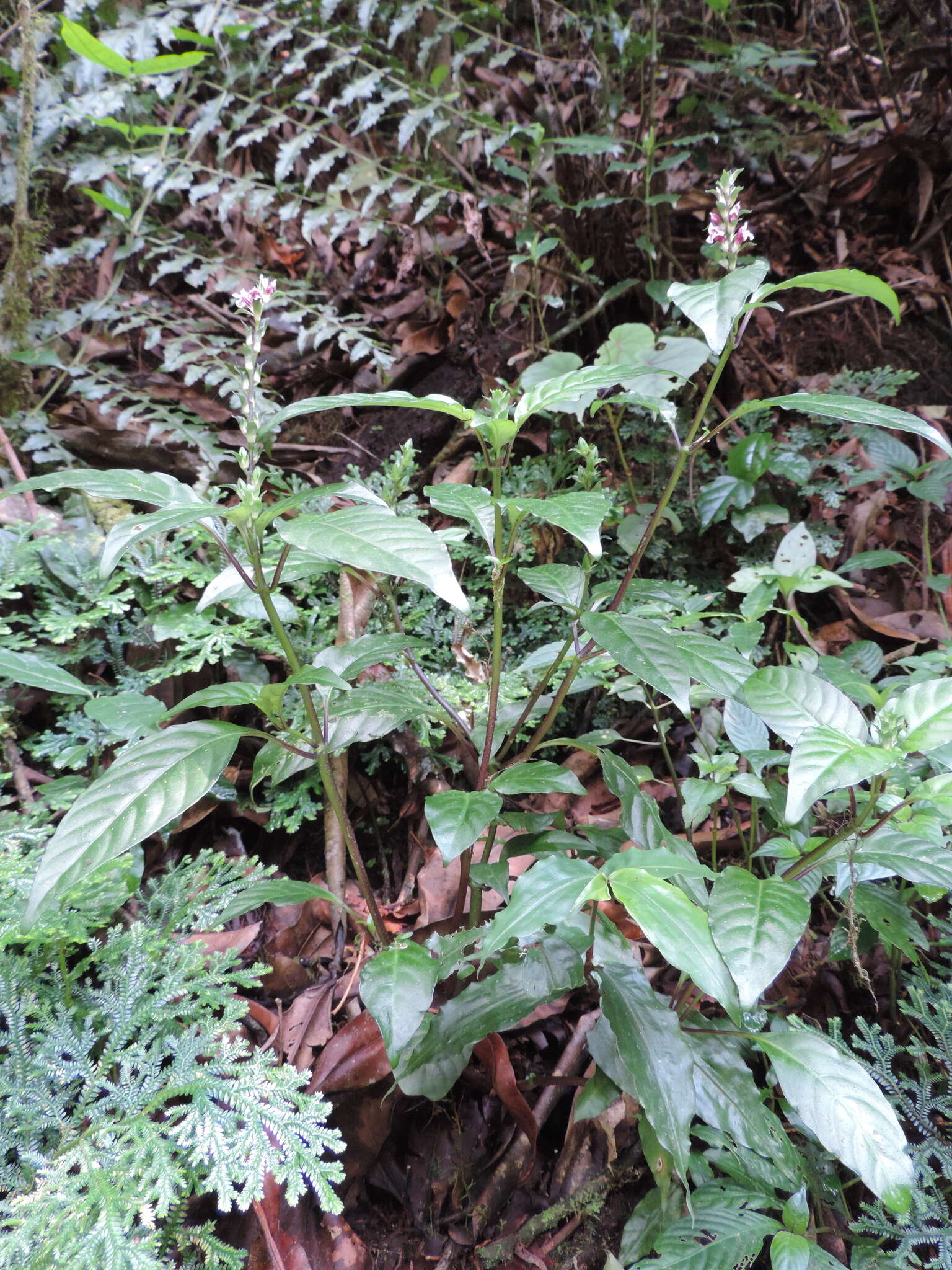 Image of Anisosepalum alboviolaceum (R. Benoist) E. Hossain