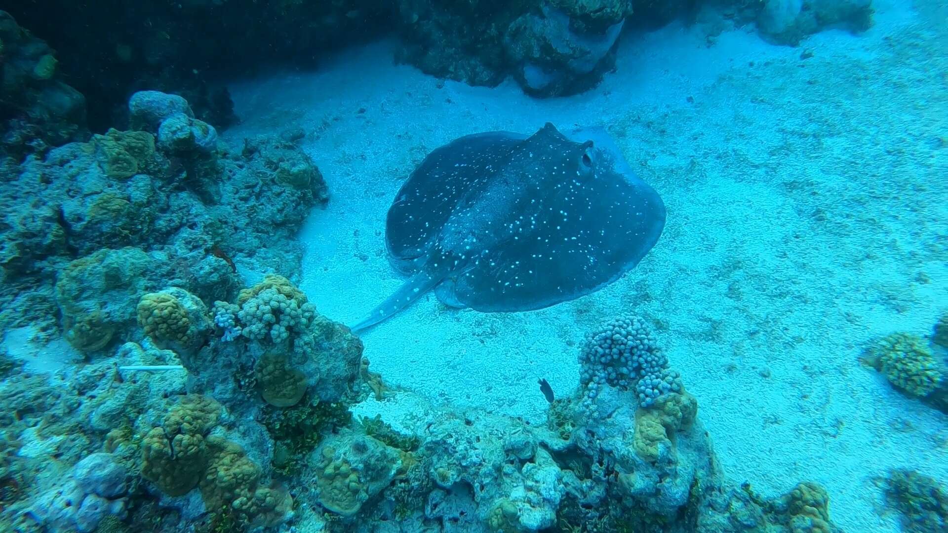 Imagem de Urogymnus granulatus (Macleay 1883)