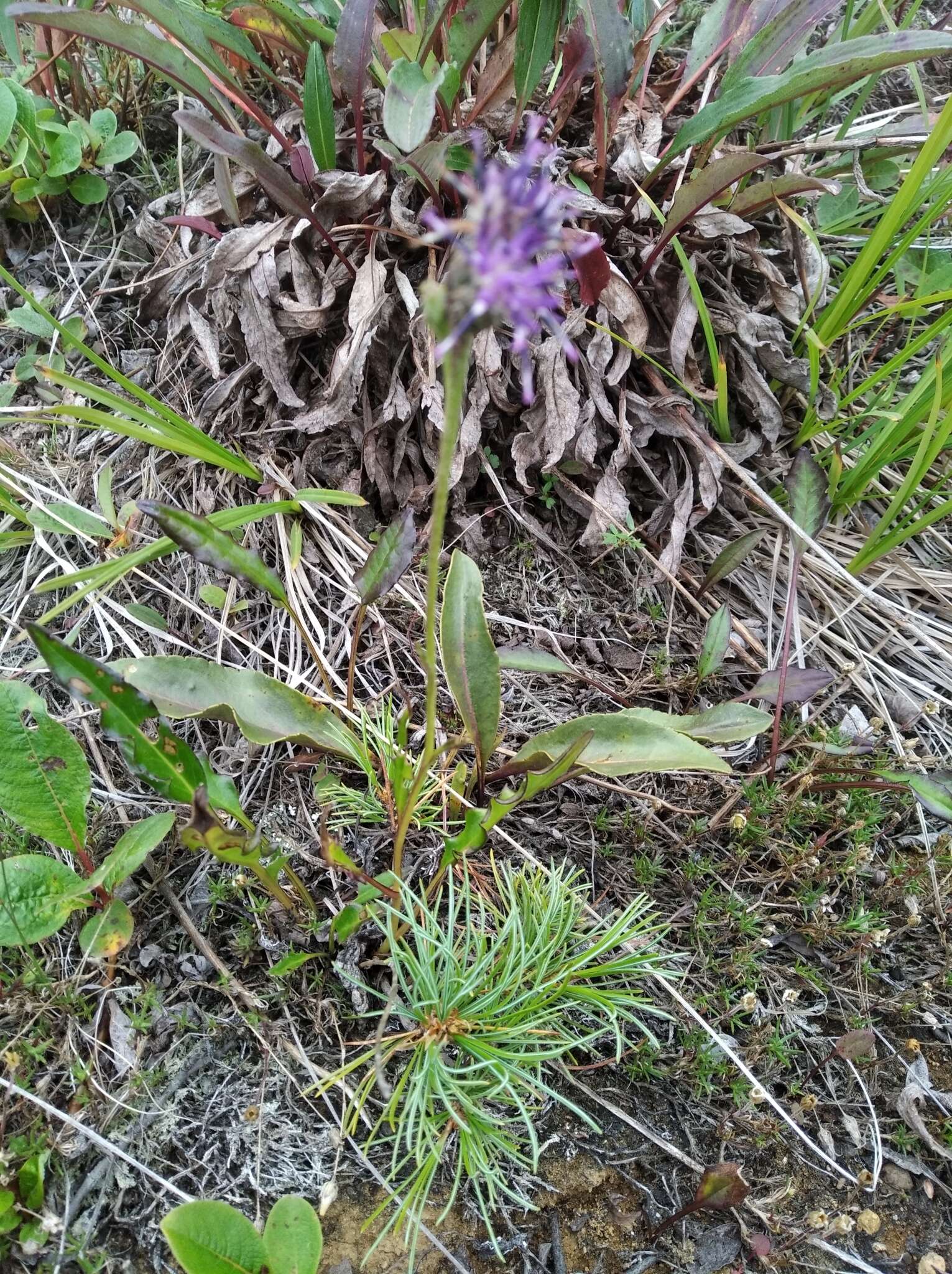 Image of Saussurea nuda var. oxyodonta (Hult.) Worosch.