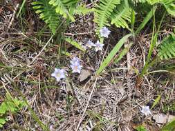 صورة <i>Gentiana loureiroi</i> (G. Don) Grisebach