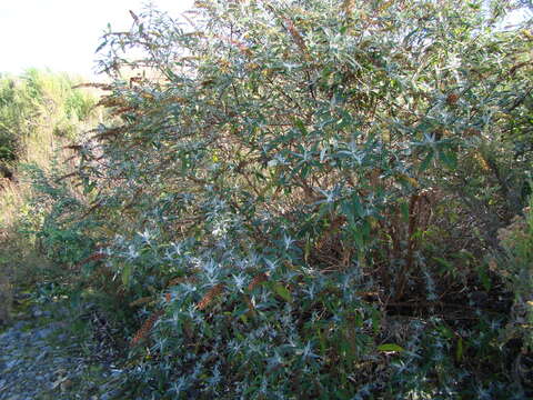 Image of butterfly-bush