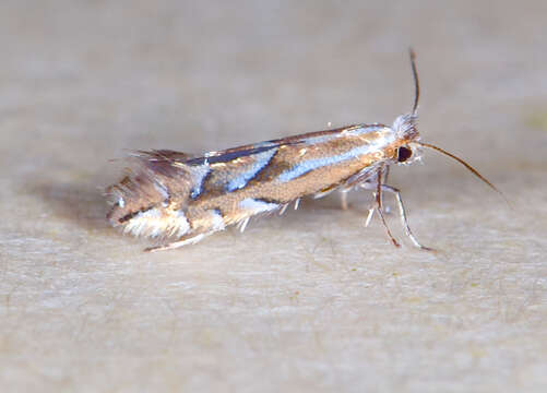 Image of Phyllonorycter scudderella (Frey & Boll 1873)